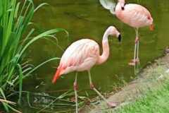 IMG-20220621-WA0011