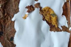 IMG-20221103-WA0008