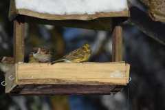 IMG-20210208-WA0005