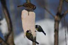 IMG-20210208-WA0009
